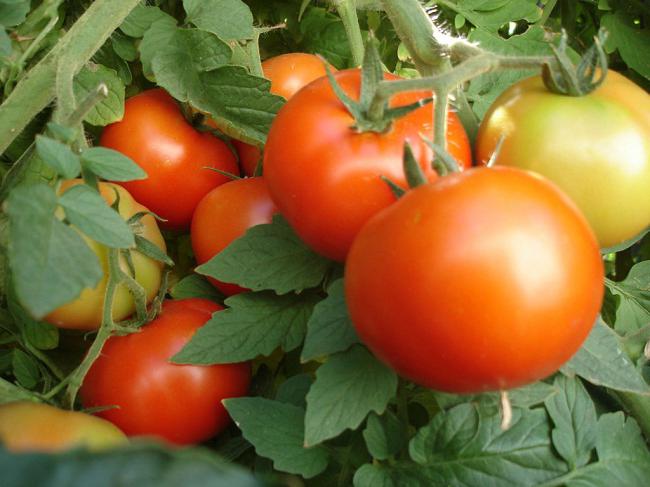 Soiuri de tulpini de tomate. Cum să aibă grijă de tulpini de tomate