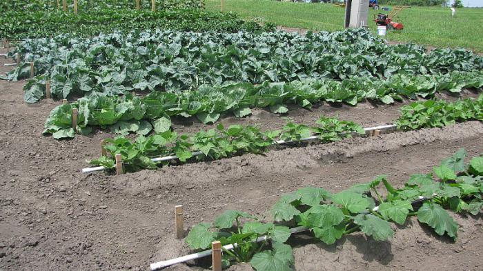 Sere pe Mitlajderu: desen, metoda, fotografie. Cultură vegetală din Mitlajderu