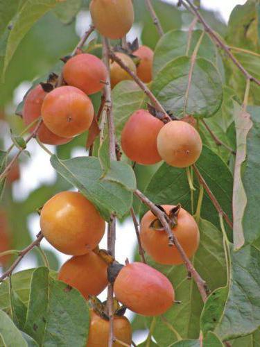 Cultivarea persimmons în casa de la oase. Este posibil să crească o curmale de acasă de la o piatră? Cum să crească o curmală acasă de la o piatră?