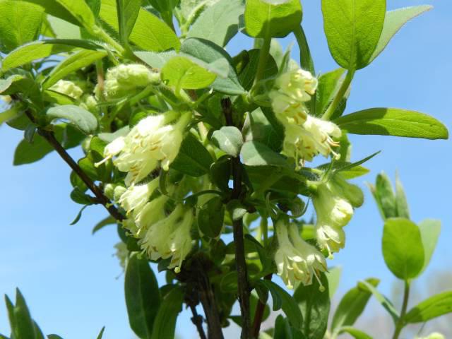 Honeysuckle Berel: trăsături de cultivare, descriere a soiurilor, fotografii, recenzii