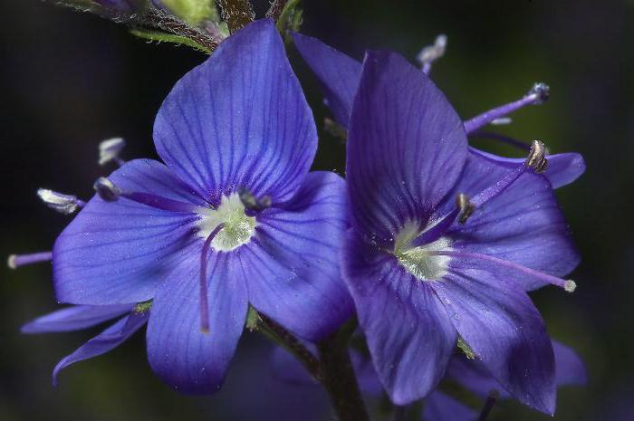 Ziua îngerului. Veronica - misterul numelui