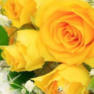 Romance sau trădare: de ce un vis de trandafir?