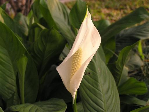  spathiphyllum omens și superstiții