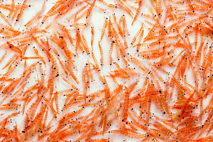 Krill: ce este? Rețete cu krill