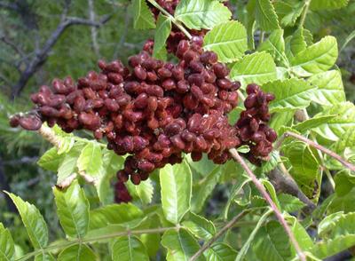 Sumac - condimentarea bucătăriei orientale