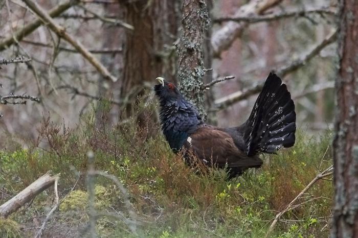 Ce mănâncă grouse? Lăptuci de lemn (pasăre): fotografie și descriere