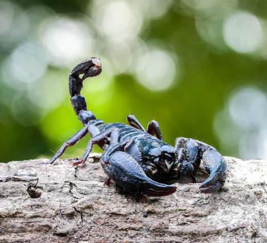 Ce mănâncă scorpionii în natură și în terariu?