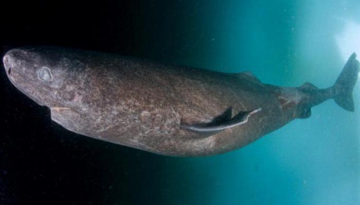 Greenland Polar Shark: descriere, caracteristici și fapte interesante