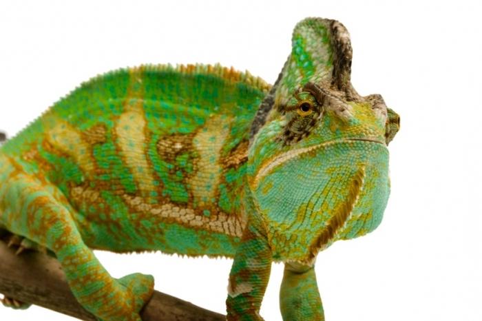 chameleon panter