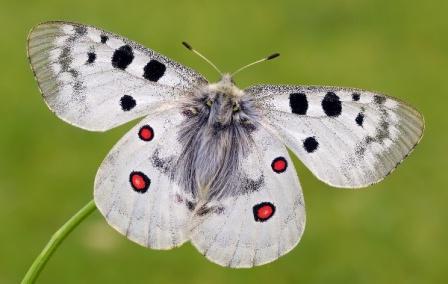 Ce insecte din Cartea Roșie a Rusiei au nevoie de protecție