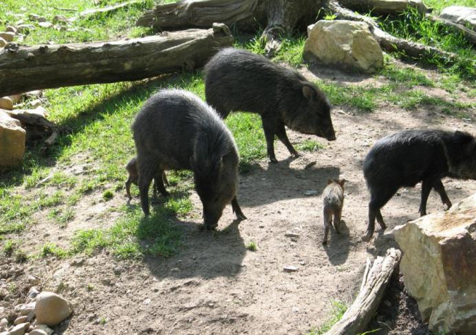 Un porc de mosc este un brutar. Porc musculare - numele de porcine