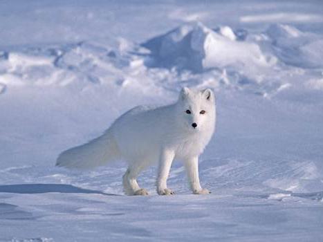 râurile din Oceanul Arctic