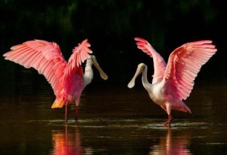 Natura Americii, flora și fauna