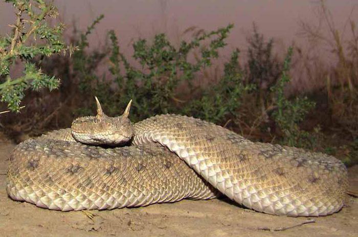 Vipera cu coarne: descriere, habitat, stil de viață