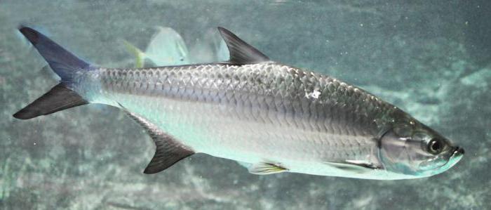 tarpon pește