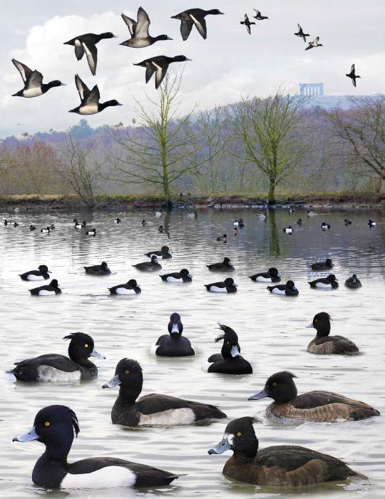 Duck Tufted Duck