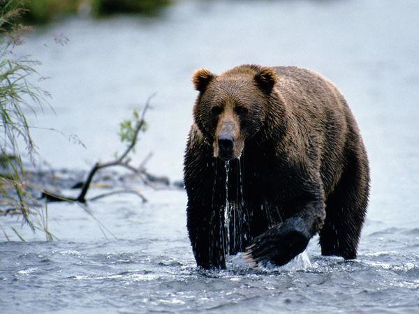 poartă un fel de animal