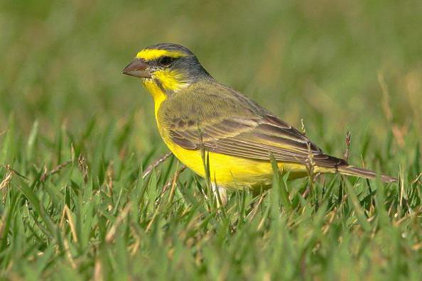 galben-abdomen canar finch