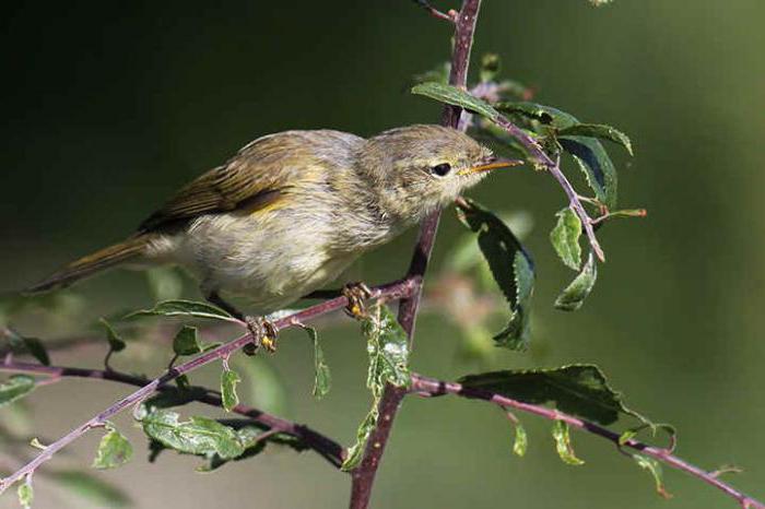 Green chiffchaff: caracteristici