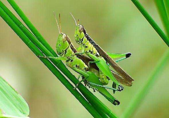 Un lăcustă verde. Ne extindem orizonturile