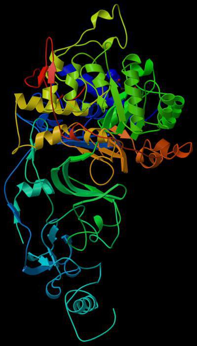 Proteina-enzimă: rolul, proprietățile, funcția proteinelor-enzimelor din organism