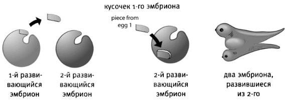 Ce este inducerea fetală? Cercetări în domeniul embriologiei experimentale