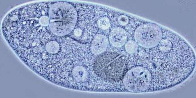 vacuole într-o celulă