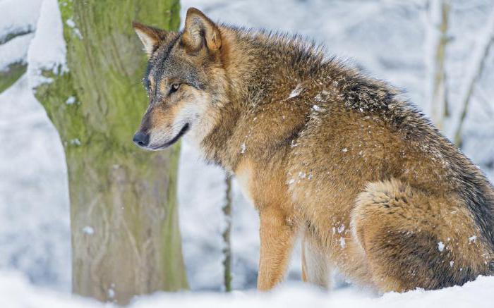 Animalele sălbatice: lista, caracteristicile, caracteristicile comune