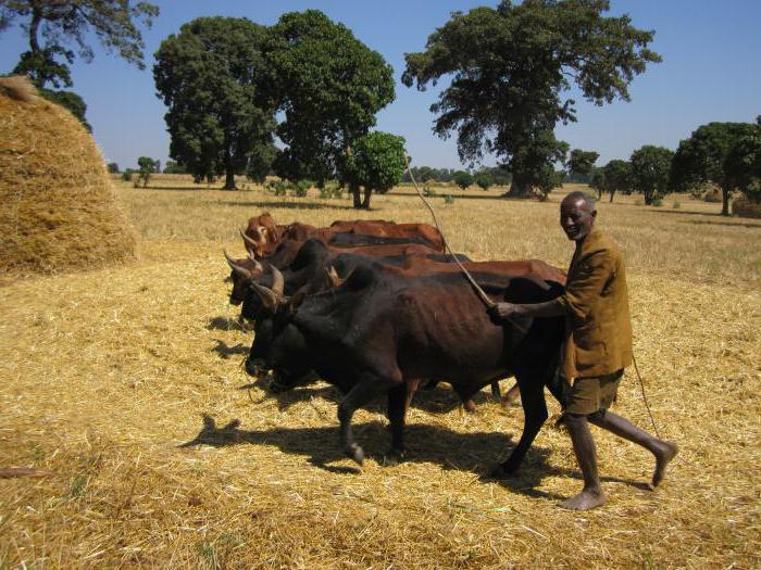 Etiopia este limba istoriei mării