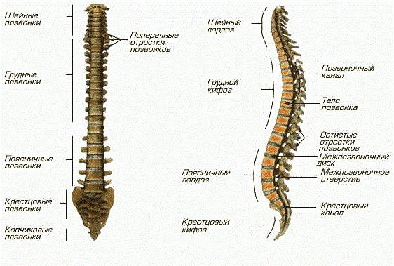 chord biologie