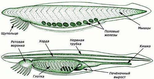 Scheletul axial este o coardă. Biologie despre funcțiile și înțelesurile sale