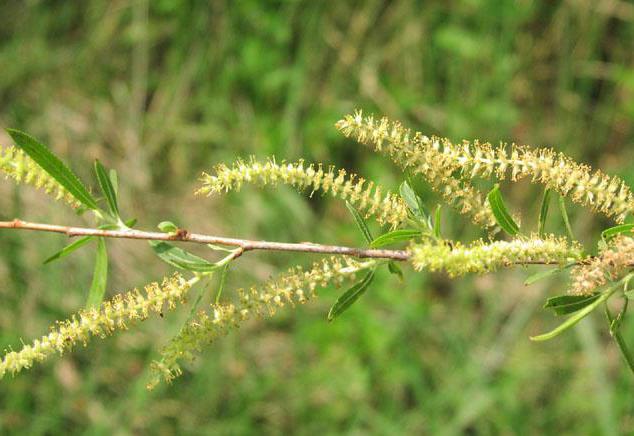 tipuri de inflorescențe exemple de plante