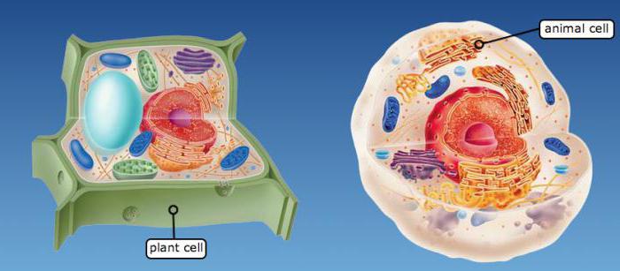 structura celulelor vegetale și animale