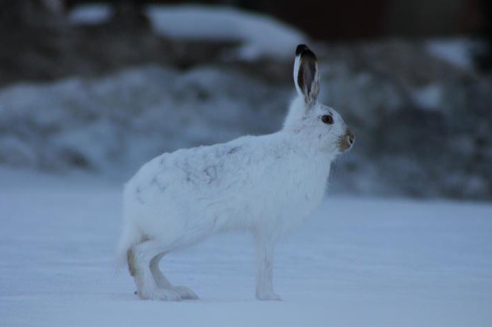 Identificarea variabilității la indivizi din aceeași specie: dovezi și experimente