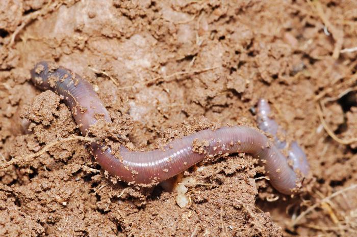 plante animale ciuperci bacterii