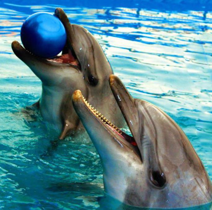 Dolphinarium pe 