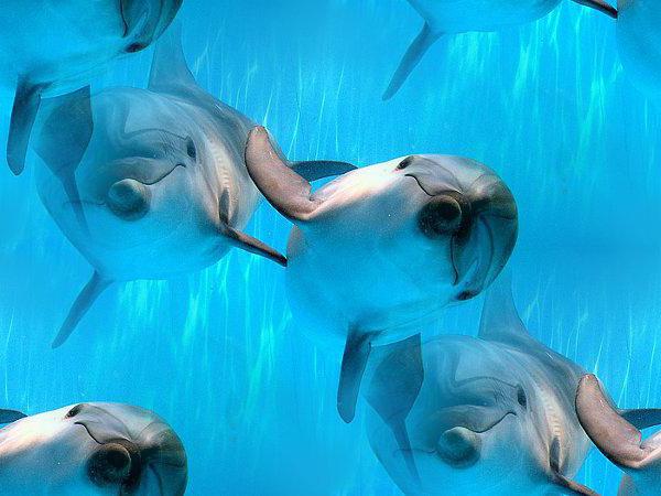 Dolphinarium în Samara: modul de lucru, recenzii