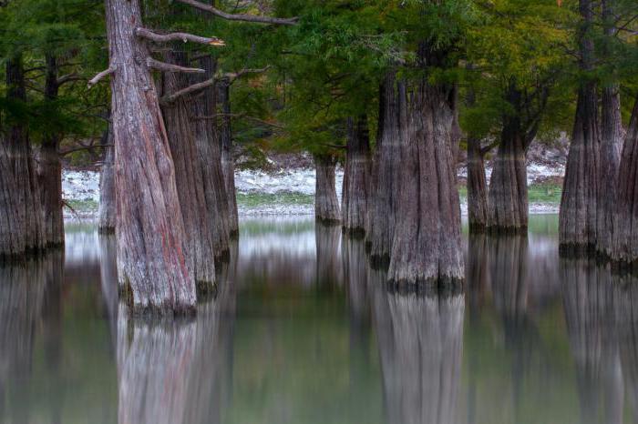 Lacul cypress sicco