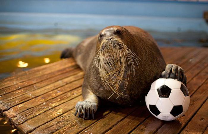 De ce ar trebui să viziteze toată lumea oceanarium (Murmansk)