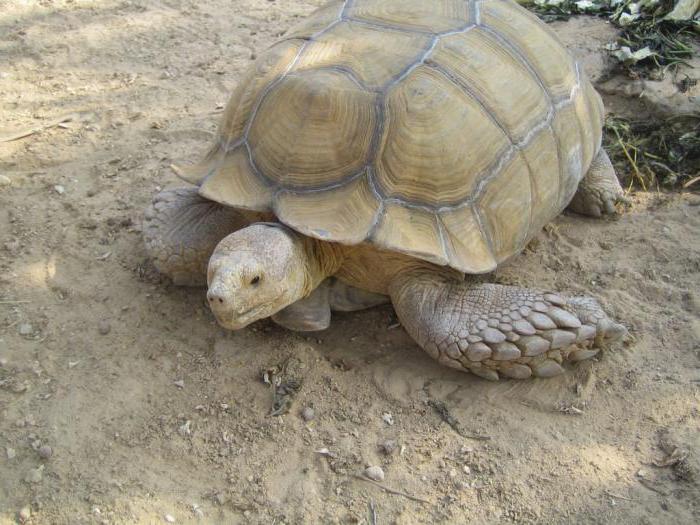  recenzii zoo frigia tunis