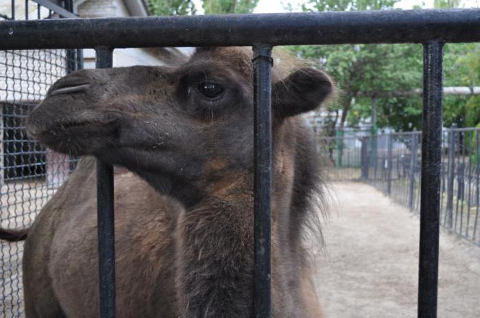 prețurile zoo nikolaev