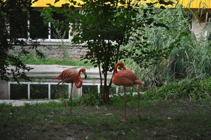 nikolaev zoo animale