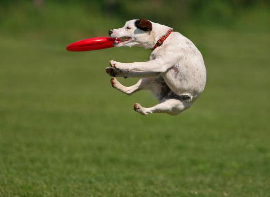 Frisbee este ... Ce este un frisbee: descriere, fotografie