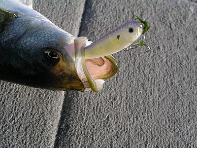 Wobblers Strike Pro Minnow