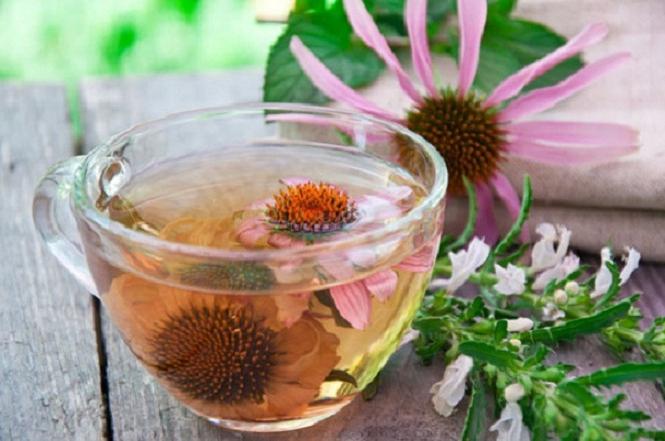 Echinacea: florile unei plante frumoase întăresc imunitatea