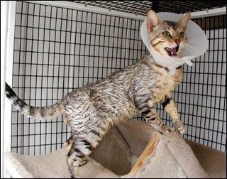 Tratamentul lipsește pisica. Boala de piele periculoasă