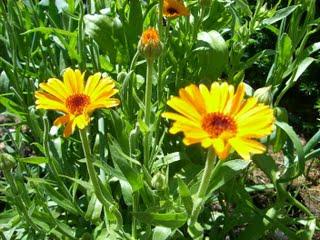 Calendula unguent: aplicare în diverse scopuri