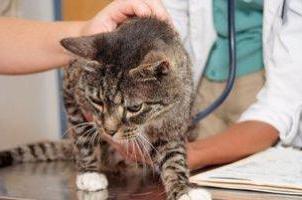 Micoplasmoza la o pisică: simptome și tratament