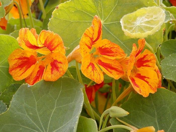 Nasturtium. Proprietăți utile ale plantei