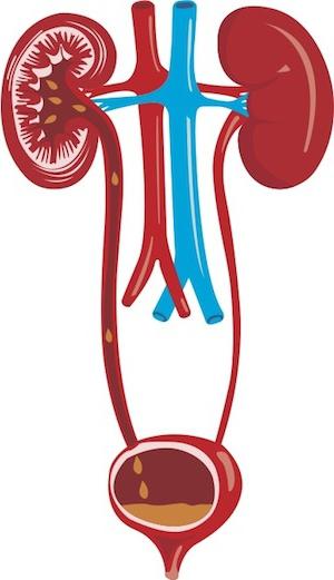 Ce spun bacteriile din urină copiilor?